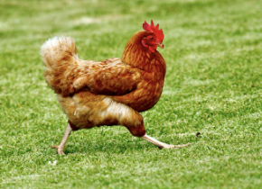 A chicken, the animal associated with the popular ‘Chicken Jockey’ meme and trend. Image by James Wainscoat, Unsplash. 
